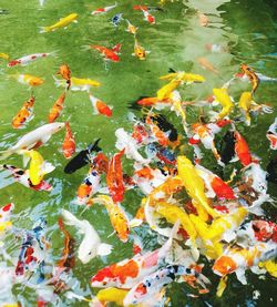 High angle view of koi carps swimming in lake