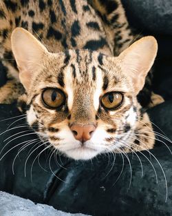 Close-up portrait of cat