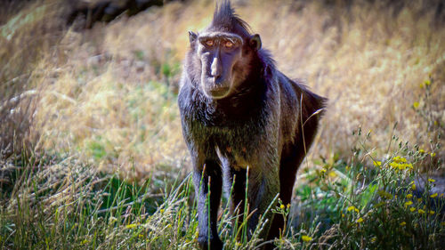 Portrait of monkey in a field