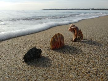 Surface level of seashell on beach