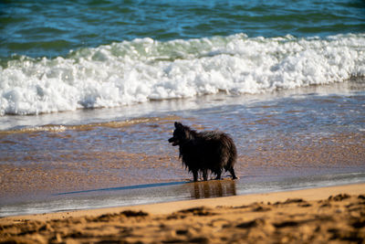 Side view of dogs running at beach