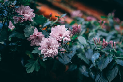 Close-up of flowers blooming outdoors