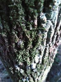 Close-up of moss on tree trunk