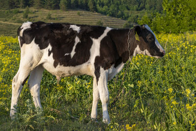 Cow standing in a field