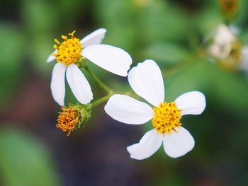 Close-up of white flowering plant