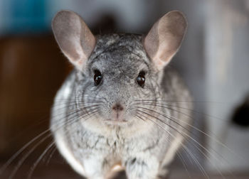 Close-up portrait of a rabbit