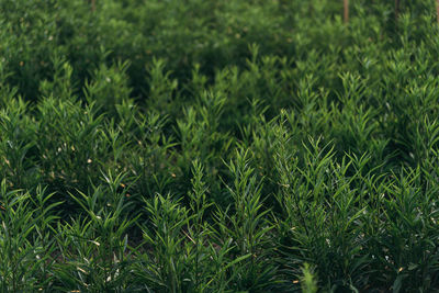 Full frame shot of fresh green plants on land