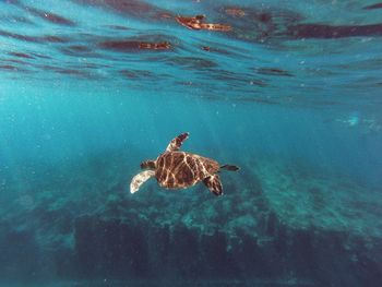 Turtle swimming in water