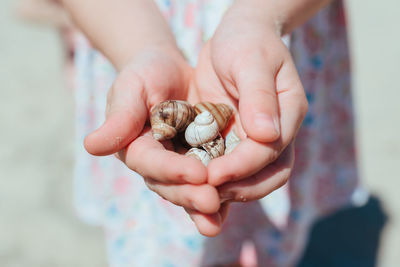 Seashells. small child show in the hands of the seashells.