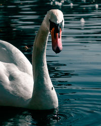 Close-up of swan swimming in lake