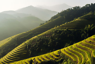 Scenic view of agricultural field