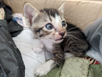 Close-up portrait of kitten relaxing on bed at home