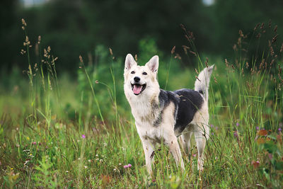 Dog running in field