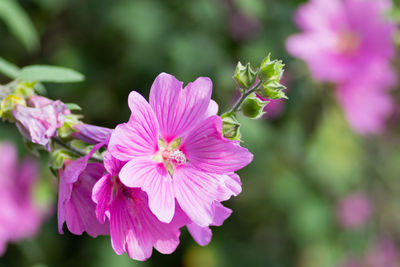 Close-up of pink flowering plant