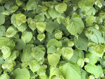 Full frame shot of green leaves