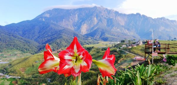 Beautiful flower and mountain view