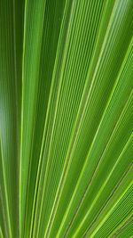 Full frame shot of palm tree leaves