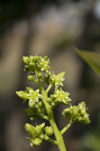 Close-up of flowering plant