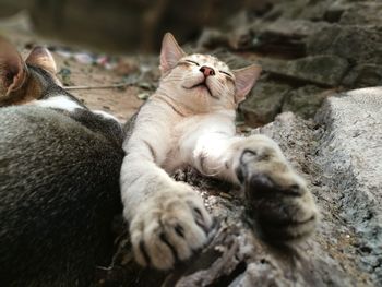 Close-up of cats sleeping