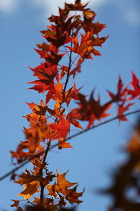 Low angle view of orange leaves on tree against sky