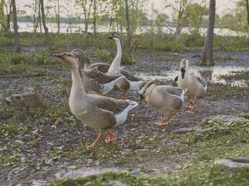 Birds on grass