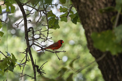 Low angle view of bird perching on tree