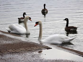 Swans swimming on lake
