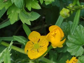 Close-up of yellow flowers