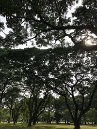 Low angle view of trees against sky