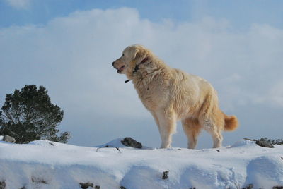 Dog on snow against sky