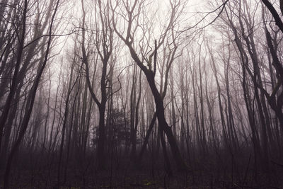 Bare trees in forest