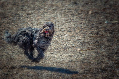 High angle view of dog sticking out tongue