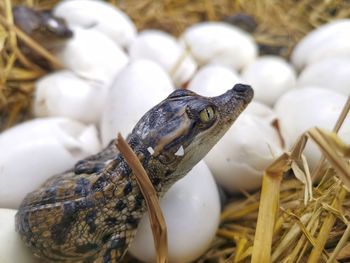 Close-up of a turtle