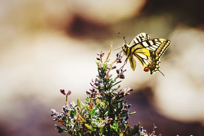 Close-up of butterfly on flower