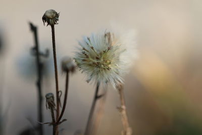 Close-up of wilted plant