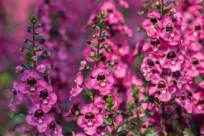 Close-up of pink flowering plant