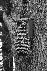 Close-up of tree trunk