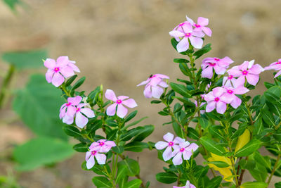 Close-up of pink flowering plant