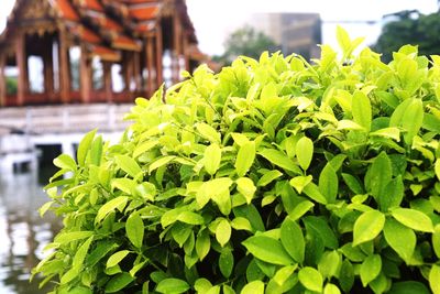 Close-up of plant growing in greenhouse