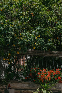 View of flowering plants in garden