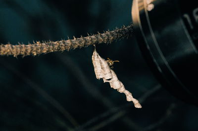 Close-up of insect on dry leaves