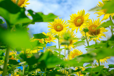 Close-up of yellow flowers