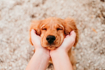Portrait of hand holding dog