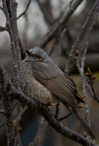 Close-up of branches on branch