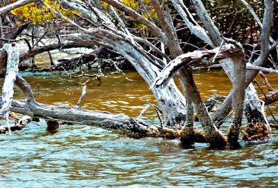 Bare trees by river