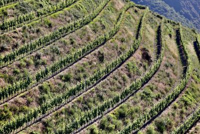 Mosel weinberg