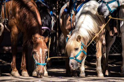 Horses in ranch