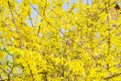 Close-up of yellow flowering plant during autumn