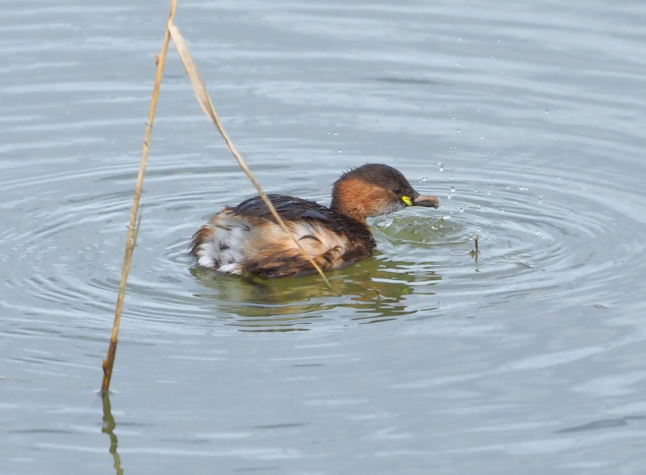 DUCK SWIMMING IN LAKE