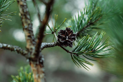 Close-up of pine cone on tree